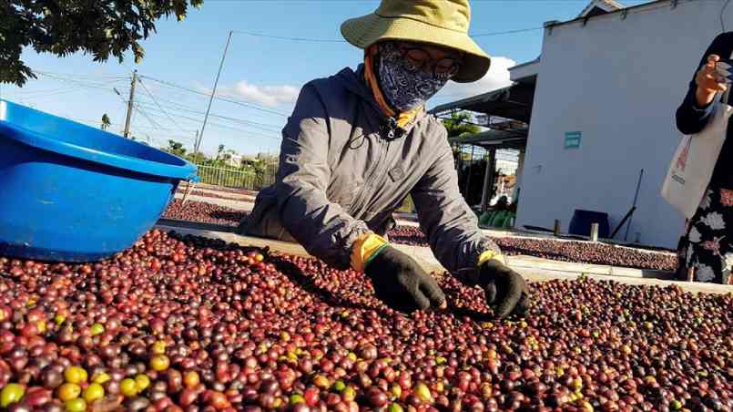 Tình hình xuất khẩu cà phê của Việt Nam